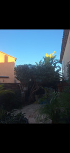 Photo de galerie - Taille de haies et d'arbustes