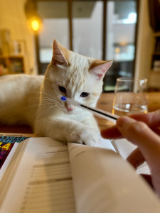 Photo de galerie - Moment jeu avec le jeune Poka pendant les fêtes 