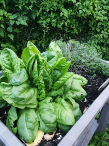 Photo de galerie - Arrosage de votre potager ou jardin d'agrément 