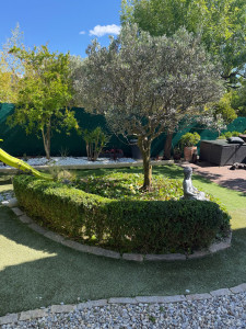 Photo de galerie - Taille de haies et d'arbustes