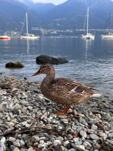 Photo de galerie - Je peux m’occuper de balader vos loulous à votre domicile 