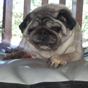 Photo de galerie - Garde chien