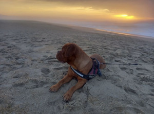 Photo de galerie - Personne sérieuse et attentionnée, je garde vos animaux avec soin et bienveillance. Je veille à leur bien-être, à leurs repas, leurs promenades et leurs moments de jeu pendant votre absence.