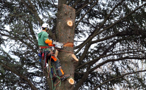 Photo de galerie - Abattage toute arbres 