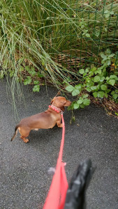 Photo de galerie - Garde animaux