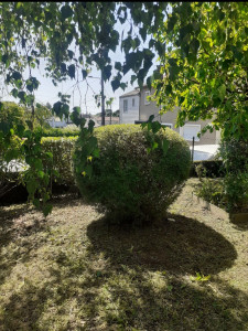 Photo de galerie - Taille d'arbustes 