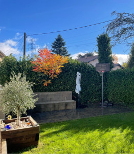 Photo de galerie - Taille de haies et d'arbustes