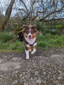 Photo de galerie - Voici upsilon notre chienne de 1 an et demi, 
étant de grands fans d'animaux nous effectuons des gardes d'animaux chez nous a guimiliau 