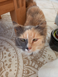 Photo de galerie - Garde chat