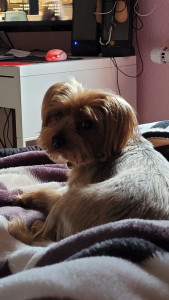 Photo de galerie - Garde  chien 