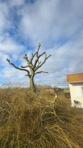 Photo de galerie - Elagage et coupe d'arbres