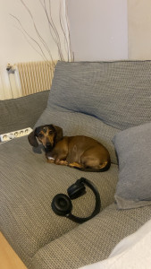 Photo de galerie - Garde chien