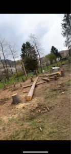 Photo de galerie - Découpe de 18 arbres et débarrasser 