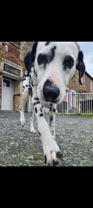 Photo de galerie - Garde d'une chienne appartenant à ma famille