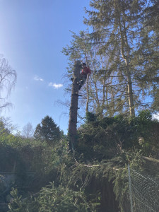Photo de galerie - Elagage et coupe d'arbres