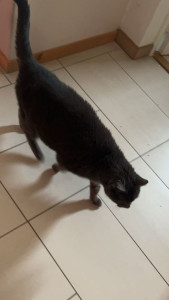 Photo de galerie - Garde chat