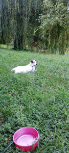 Photo de galerie - Un petit repos dans l'herbe, après une bonne balade 
