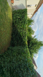 Photo de galerie - Elagage et coupe d'arbres
