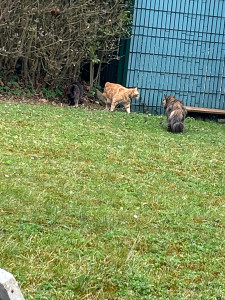 Photo de galerie - Garde animaux