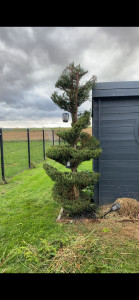 Photo de galerie - Taille après