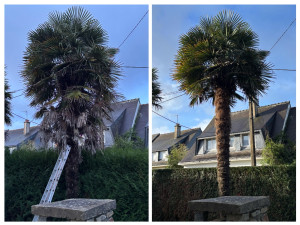 Photo de galerie - Nettoyage d’un palmier et taille de haie de thuyas