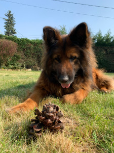 Photo de galerie - Garde d’animaux 