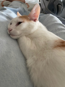 Photo de galerie - Ma petite chatte 