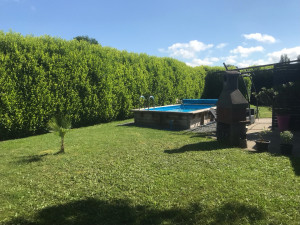 Photo de galerie - Taille de haies et d'arbustes