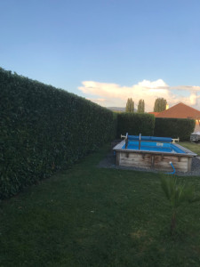 Photo de galerie - Taille de haie 