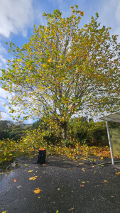 Photo de galerie - élagage sur un platane