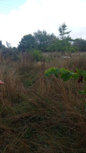 Photo de galerie - Débroussaillage 