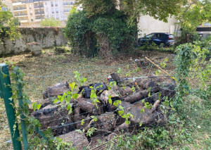 Photo de galerie - Coupe d’arbre