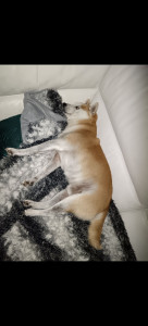 Photo de galerie - Ayant un chien je suis dispo pour la garde de vos loustics chiens et chat chez vous 