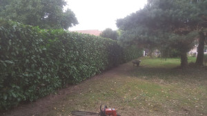 Photo de galerie - Taille de 80 m de haie de laurier