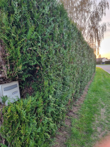 Photo de galerie - Haie taillée