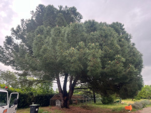 Photo de galerie - élagage 