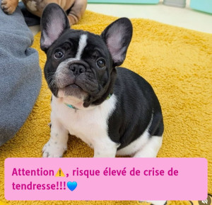Photo de galerie - J'accepte toutes les espèces et de toutes tailles ! pour les chiots je propose un accompagnement à l'éducation,
