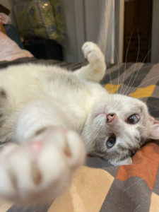 Photo de galerie - Garde chat 