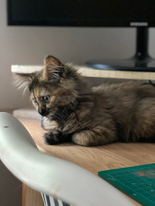 Photo de galerie - Garde chat