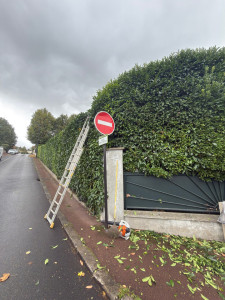Photo de galerie - Taillage de haie 