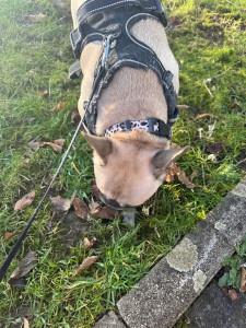 Photo de galerie - Sun a sa première balade :)