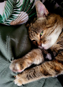 Photo de galerie - Mimine chatte des rues pleine d'amour 