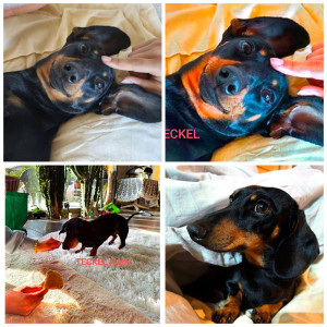 Photo de galerie - Garde chien