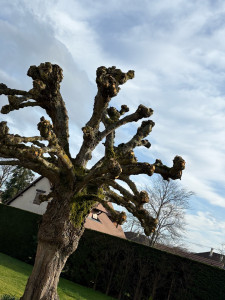 Photo de galerie - Taille en tête de chat 