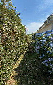 Photo de galerie - Taille de haies