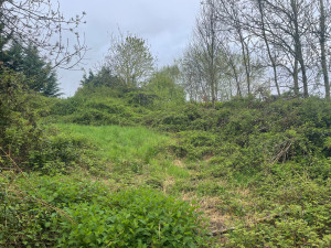 Photo de galerie - Tonte de pelouse - Débroussaillage