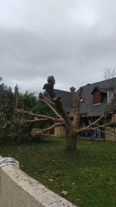 Photo de galerie - élagage arbre plus taille de haies 