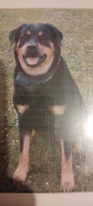 Photo de galerie - Partez serein je garde vos animaux à votre domicile. Petits chien ou grands chien, toute sorte d'animal sauf les reptiles..... Oiseaux et poissons bienvenus également. 