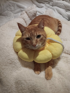 Photo de galerie - Chat avec collerette 