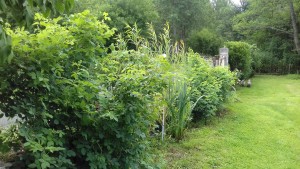 Photo de galerie - C'est une création d'une haie composée d'églantiers, saules blanc, forsythias et rosiers.